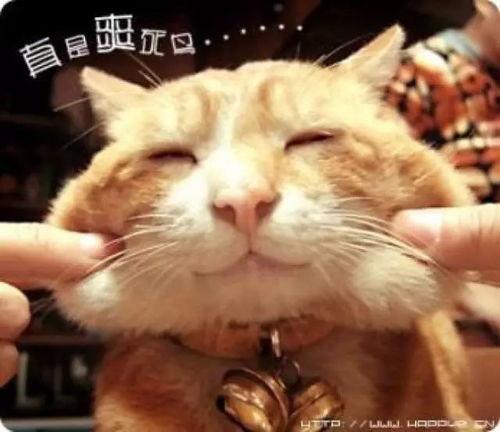 娱乐吃瓜猫捉鸟百度云,猫捉鸟奇遇记，百度云独家放送