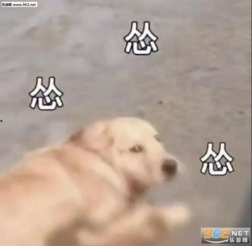 吃瓜娱乐小狗表情包